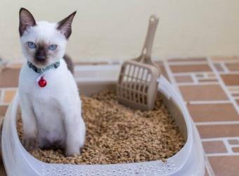 How to Spot and Solve Pesky Litter Box Problems