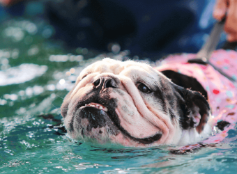 The Secret to a Stress-Free Summer Taking Your Dog Around Water