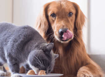 Bon Appetit! The Dos and Don&#039;ts of Cooking For Your Pet